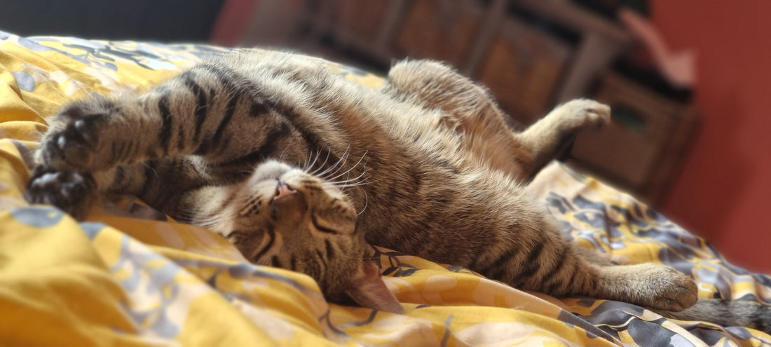 Are People Who Declaw Their Cats Cruel, or Is It Sometimes Necessary?