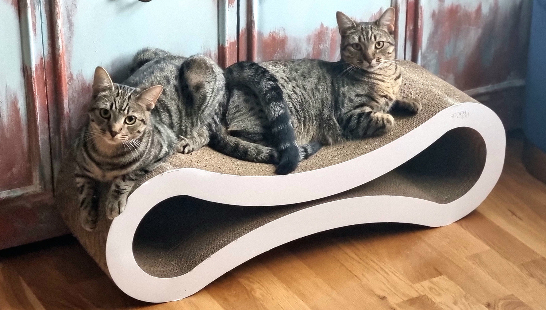 The Secret Language of Your Cat: Decoding Meows, Purrs, and Perplexing Tail Twitches Beyond the Basics