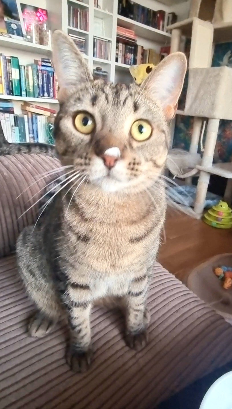 Cleo the Snack Bandit: How a Gourmet Cat Keeps Me Guessing