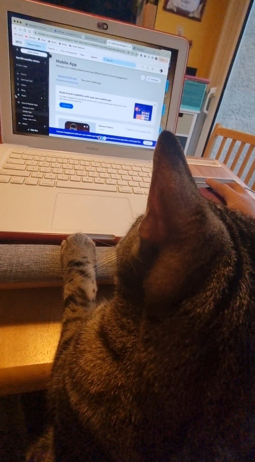 Is My Cat a Feline Einstein? Unlocking Your Cat's Hidden Talents and Training Potential (Even in a Small Flat!)