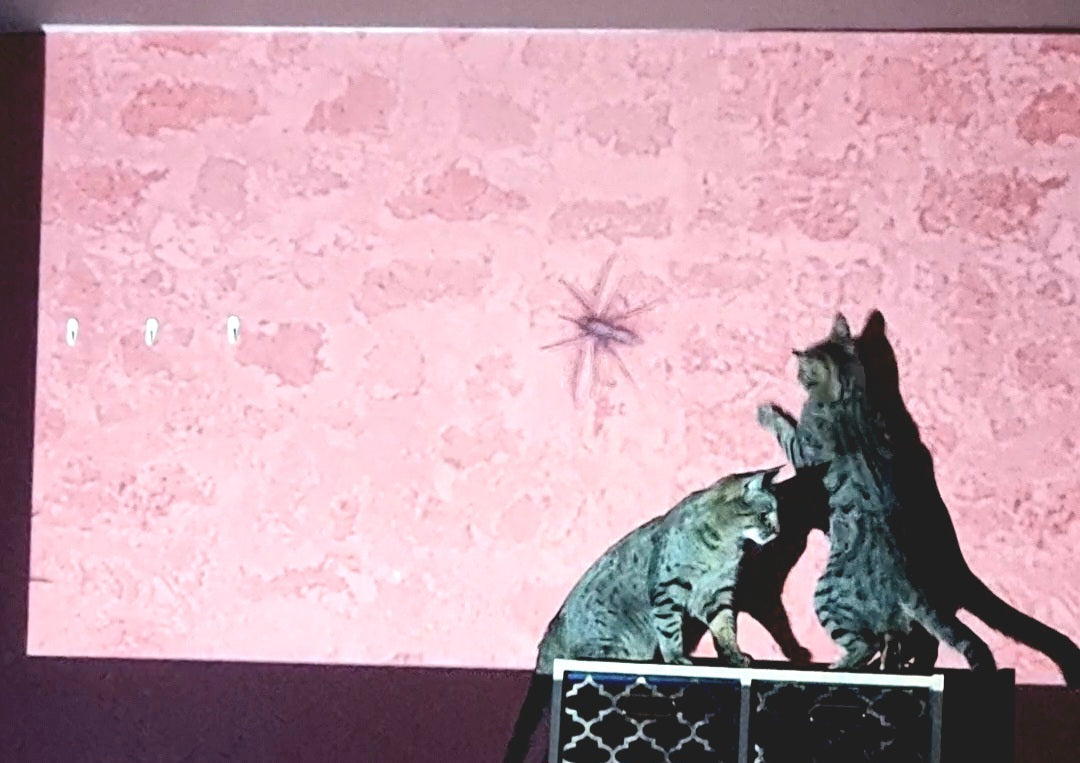 Cleo’s Crusade: The Purr-fect Predator in the Flies’ Worst Nightmare