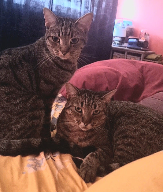 Brightening Our Days: A Personal Tale of Kyro & Cleo’s Dental Hygiene Journey