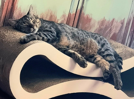 When grown or almost-grown cats knead, is it a memory of contentment when they used the same motions nursing that they are bringing up?