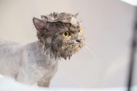 Is It Okay to Never Bathe Your Cat? A Cosy Exploration from My Home