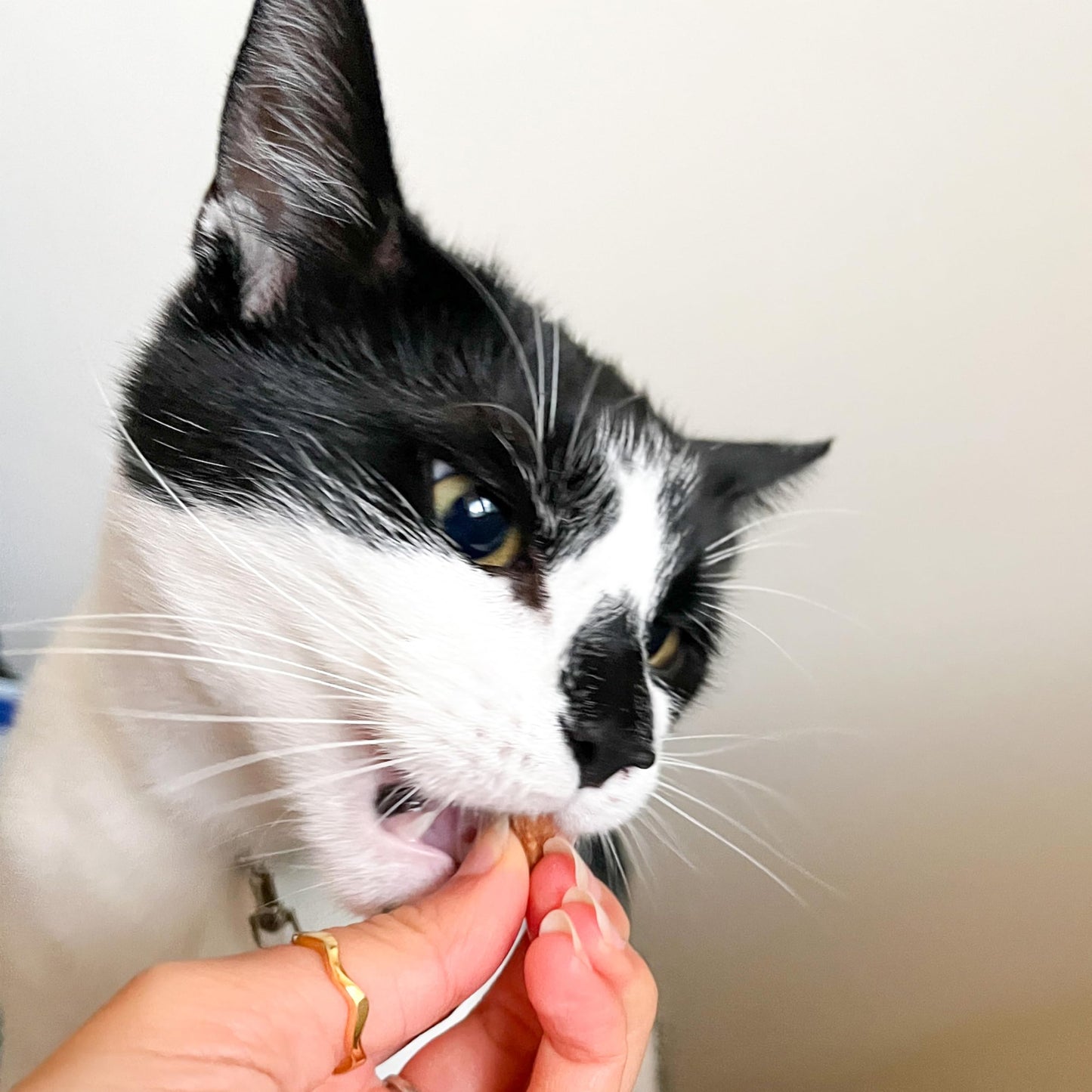 Scrumbles Dental Krunchies Cat Treats - DeKove