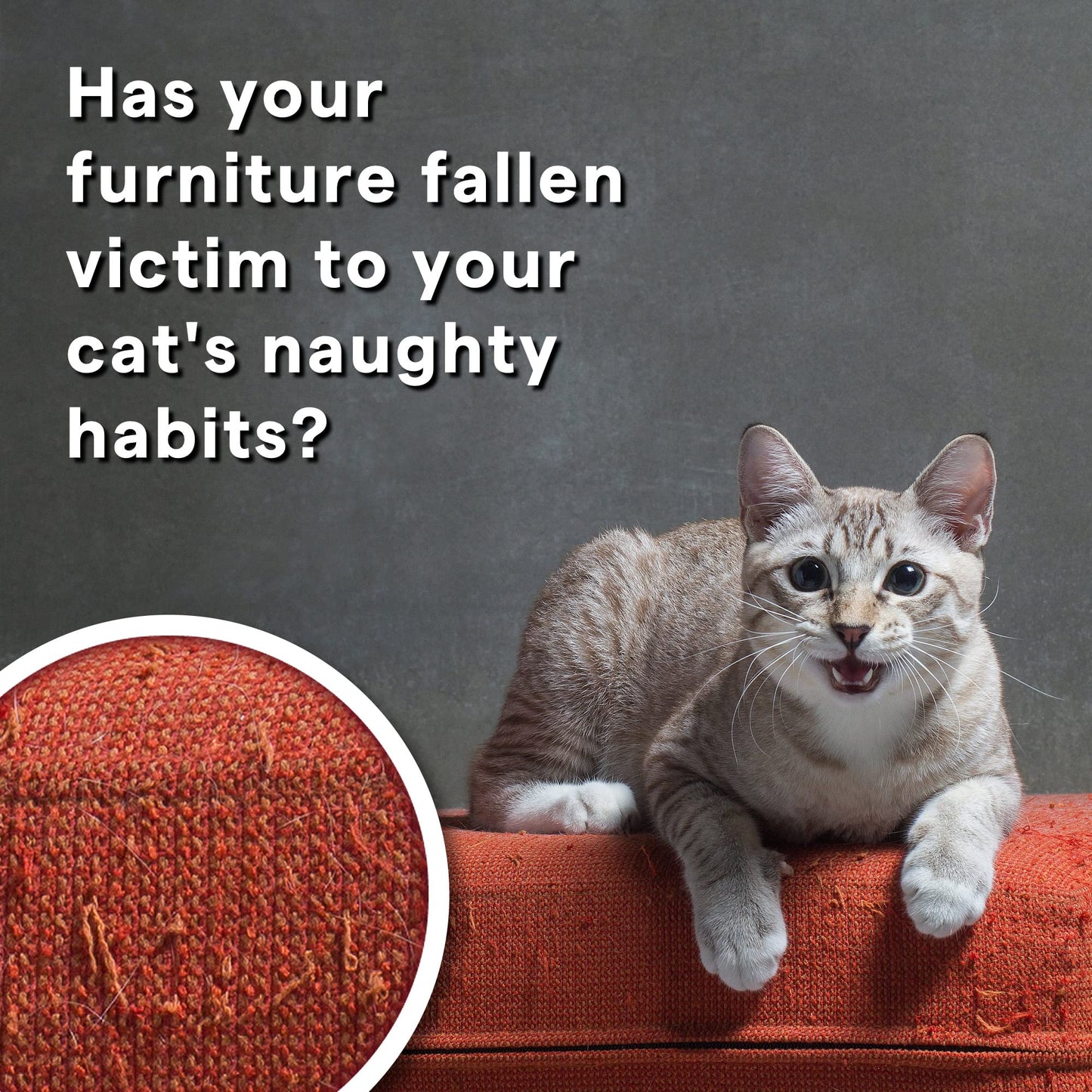 Pet Nail Clippers for Beginners and Groomers - Best Cat Nail Clippers & Claw Trimmer for Home Grooming Kit - Grooming Tool for Small Animals Tiny Dog Cat Bunny Rabbit Bird Puppy Kitten - Ebook Guide - DeKove