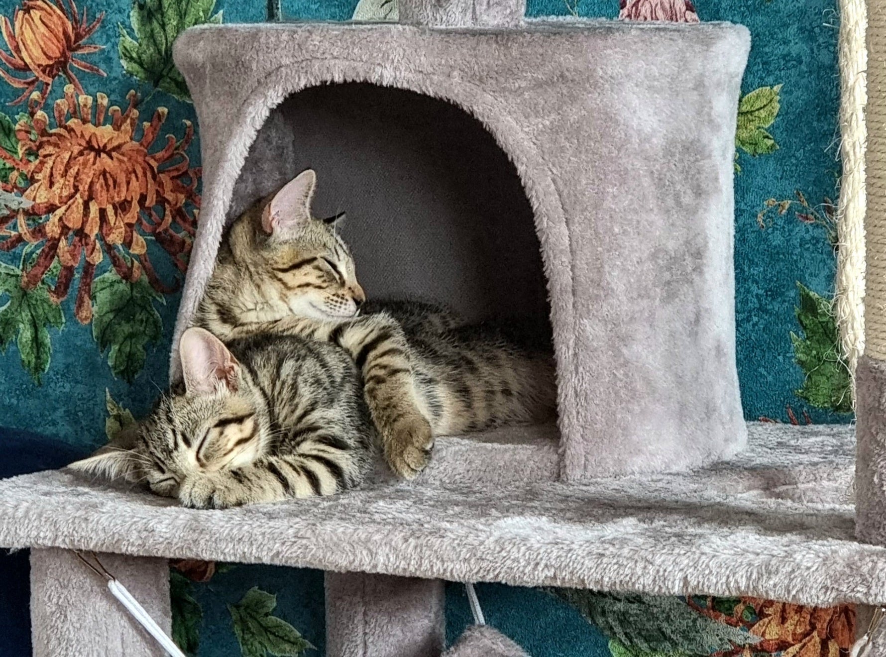 The Scratching Saga: A London Cat Owner's Guide to Happy Claws and Intact Furniture