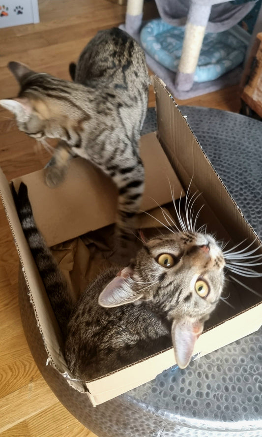 Holidaying Without the Heartbreak: Finding the Purrfect Cat Sitter in London & Prepping Kyro & Cleo for Your Absence