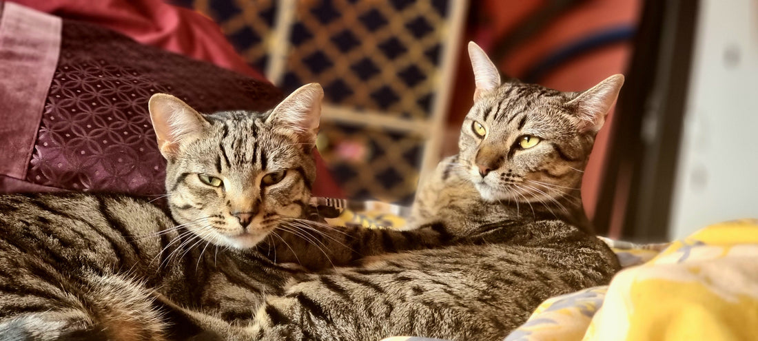 Why Some Cats Make Better Emotional Support Animals: A Journey with Kyro and Cleo