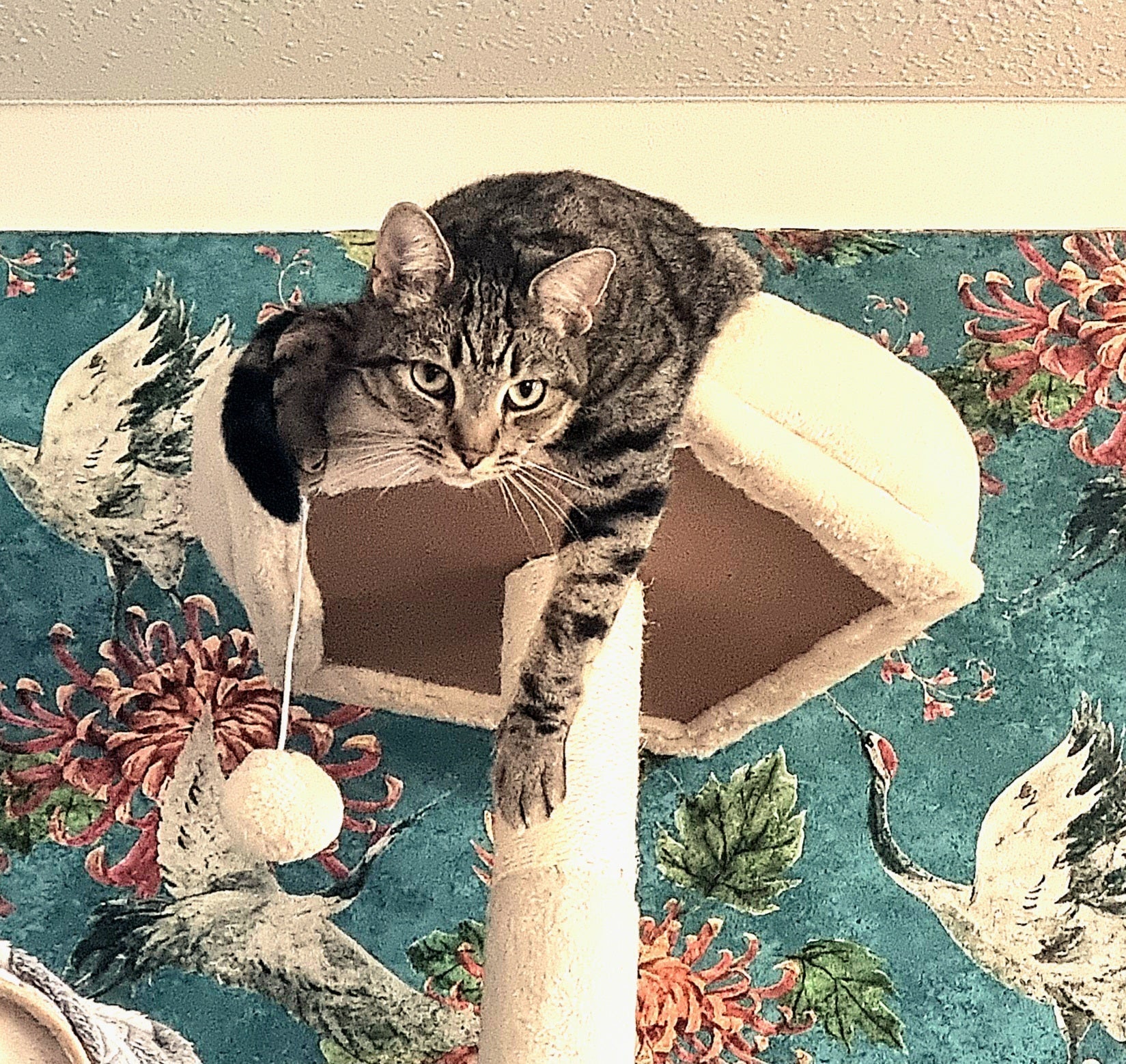 The Mysteries of Catnip & Other Feline ‘Herbs’: A Guide to Safe Indulgence and Potential Pitfalls.