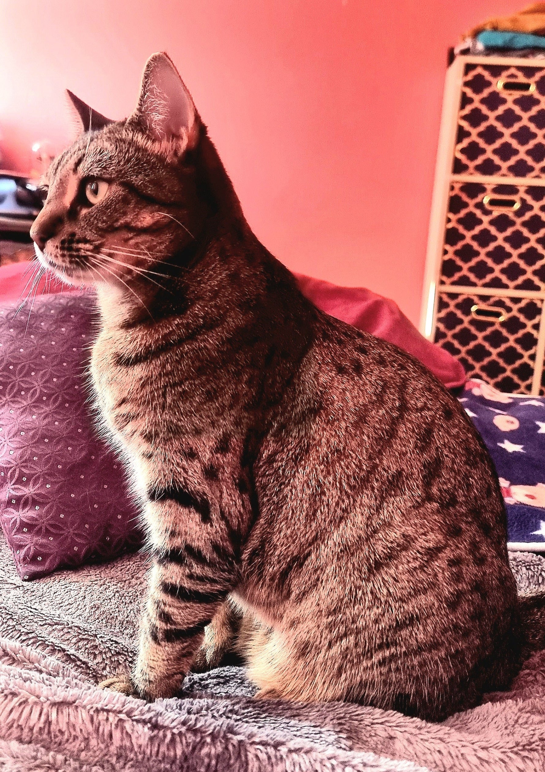 Paws and Care: My Heartfelt Journey Helping Cleo Beat Her Ear Woes