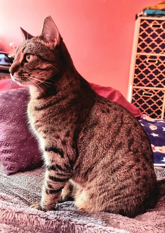 Paws and Care: My Heartfelt Journey Helping Cleo Beat Her Ear Woes