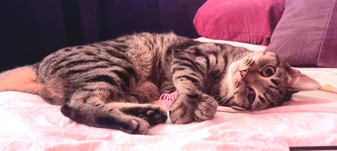 Decoding Kyro’s Curious Cues: Why Your Cat Sniffs and Licks Your Breath