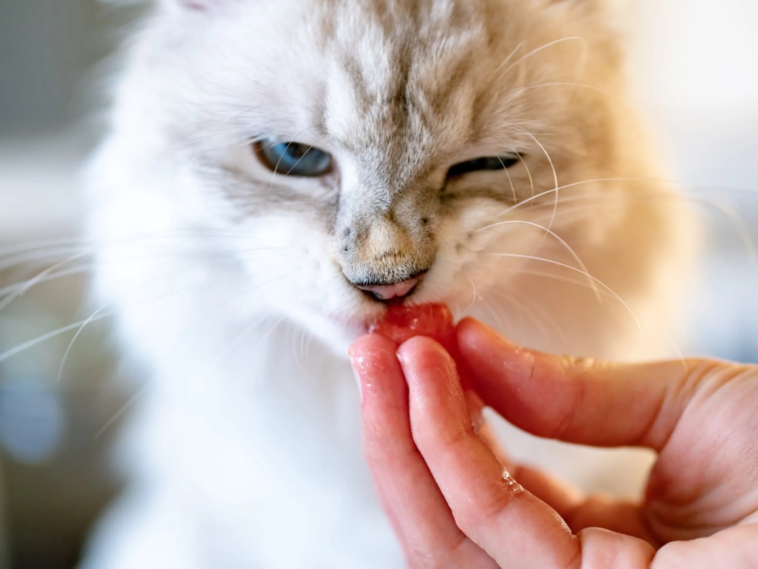 What's Really in Pet Food? Understanding "By-Products" on the Label
