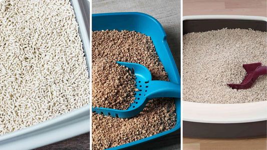 Navigating the World of Cat Litter: A Journey with Kyro and Cleo