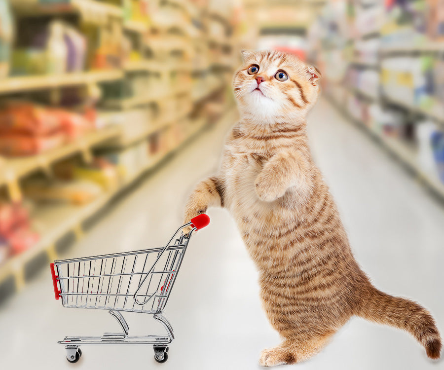 The Purrfect Menu: Finding the Best Cat Food for Kyro and Cleo