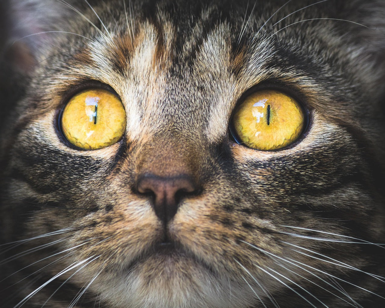 Close-up of a beautiful cat with big yellow eyes.
