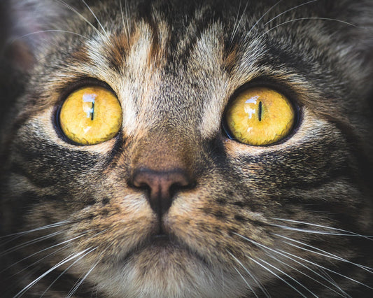 Close-up of a beautiful cat with big yellow eyes.