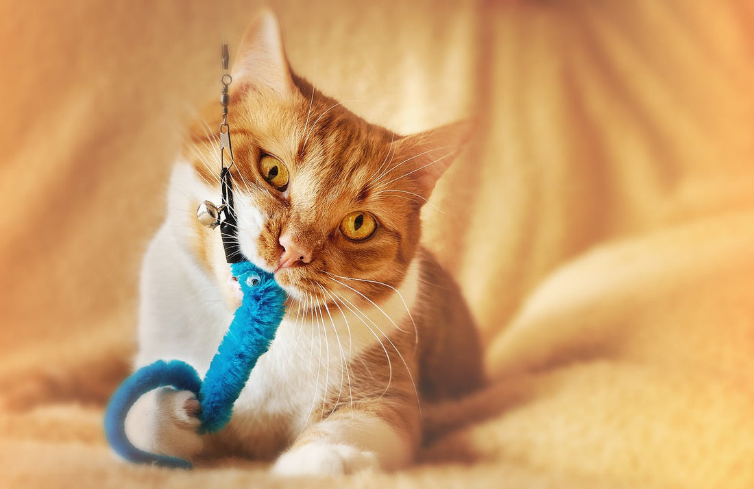 My Cat Plays Fetch: Is That Normal?