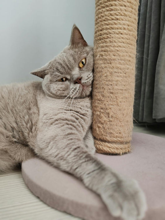 Scratching Post Showdown: Protecting Your Furniture from Feline Fury!