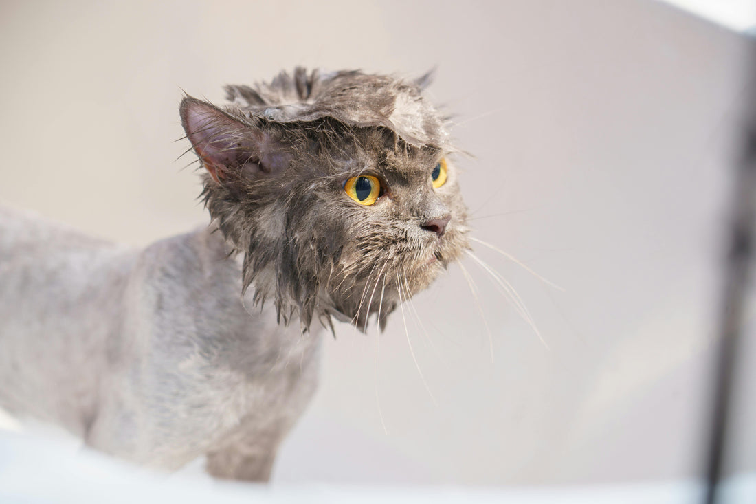 Is It Okay to Never Bathe Your Cat? A Cosy Exploration from My Home