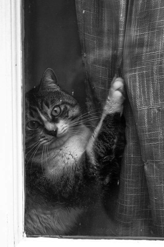 How to Cat-Proof Your House: A Journey Through Trial, Error, and Feline Antics