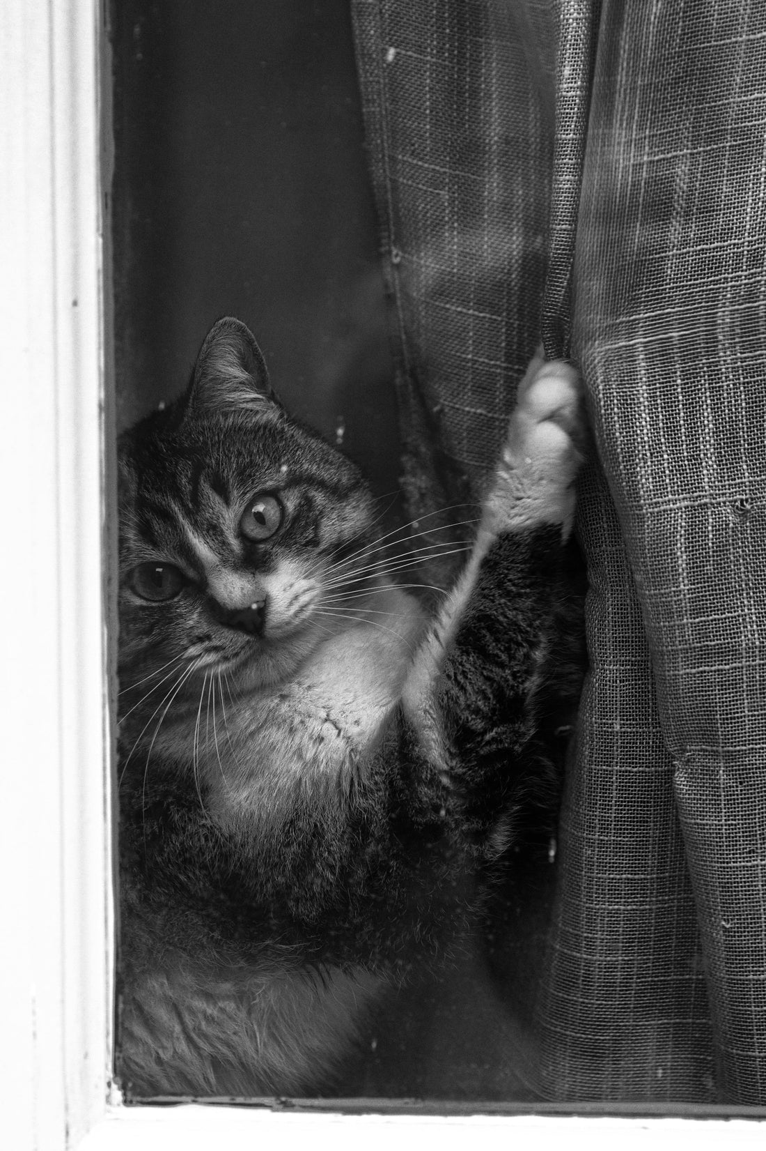 How to Cat-Proof Your House: A Journey Through Trial, Error, and Feline Antics