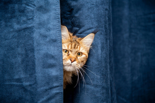 The Pros and Cons of Neutering/Spaying Your Pet: A Journey with Cleo and Kyro