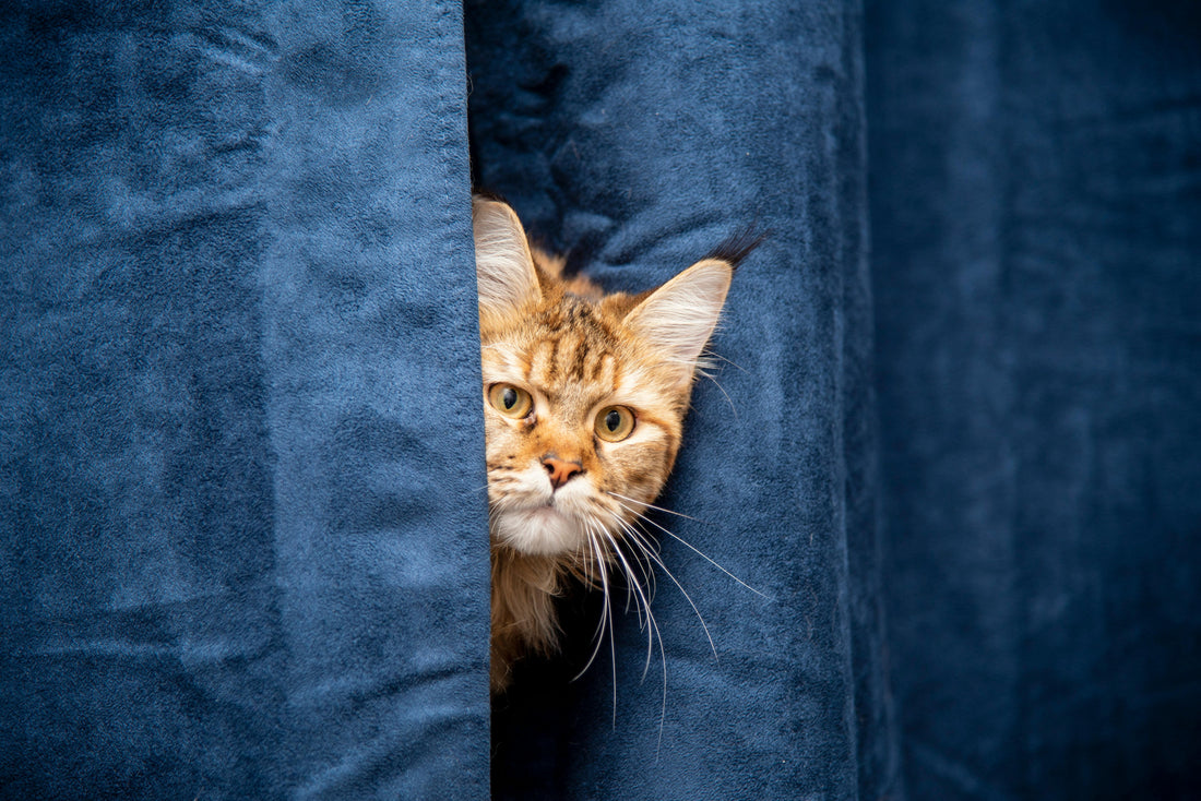 The Pros and Cons of Neutering/Spaying Your Pet: A Journey with Cleo and Kyro