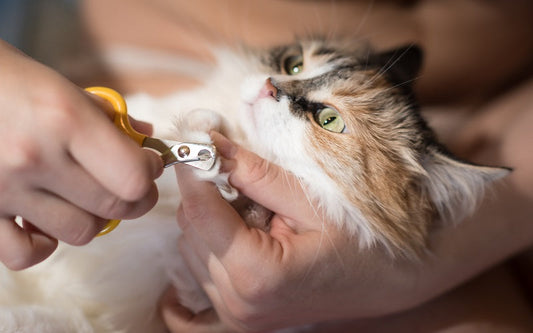To Trim or Not to Trim: That is the Question (About My Cat's Claws!)