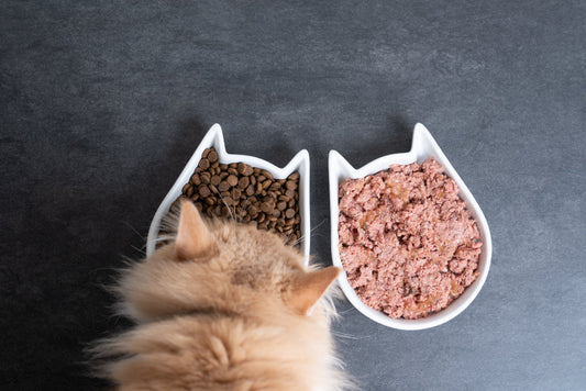 What Do Cats Eat? A Culinary Adventure with Kyro and Cleo