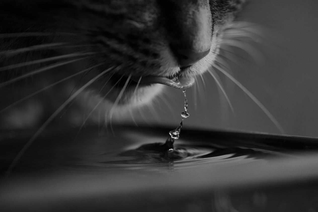 Water Fountains