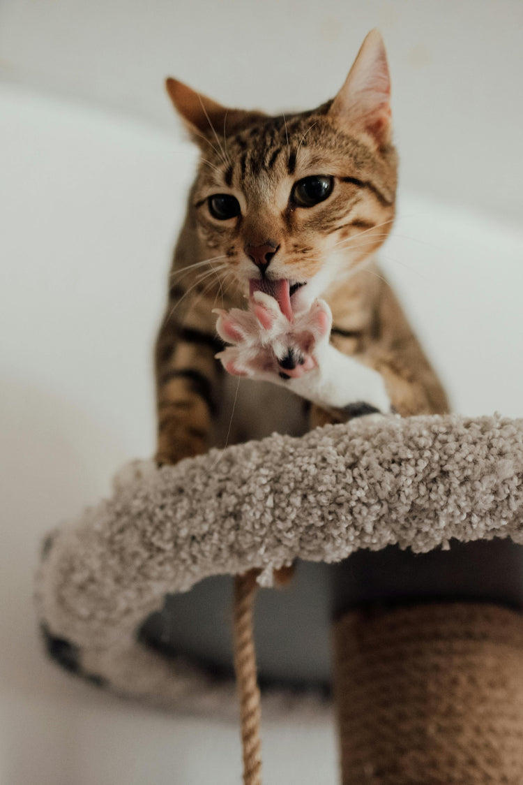 Cat Tree