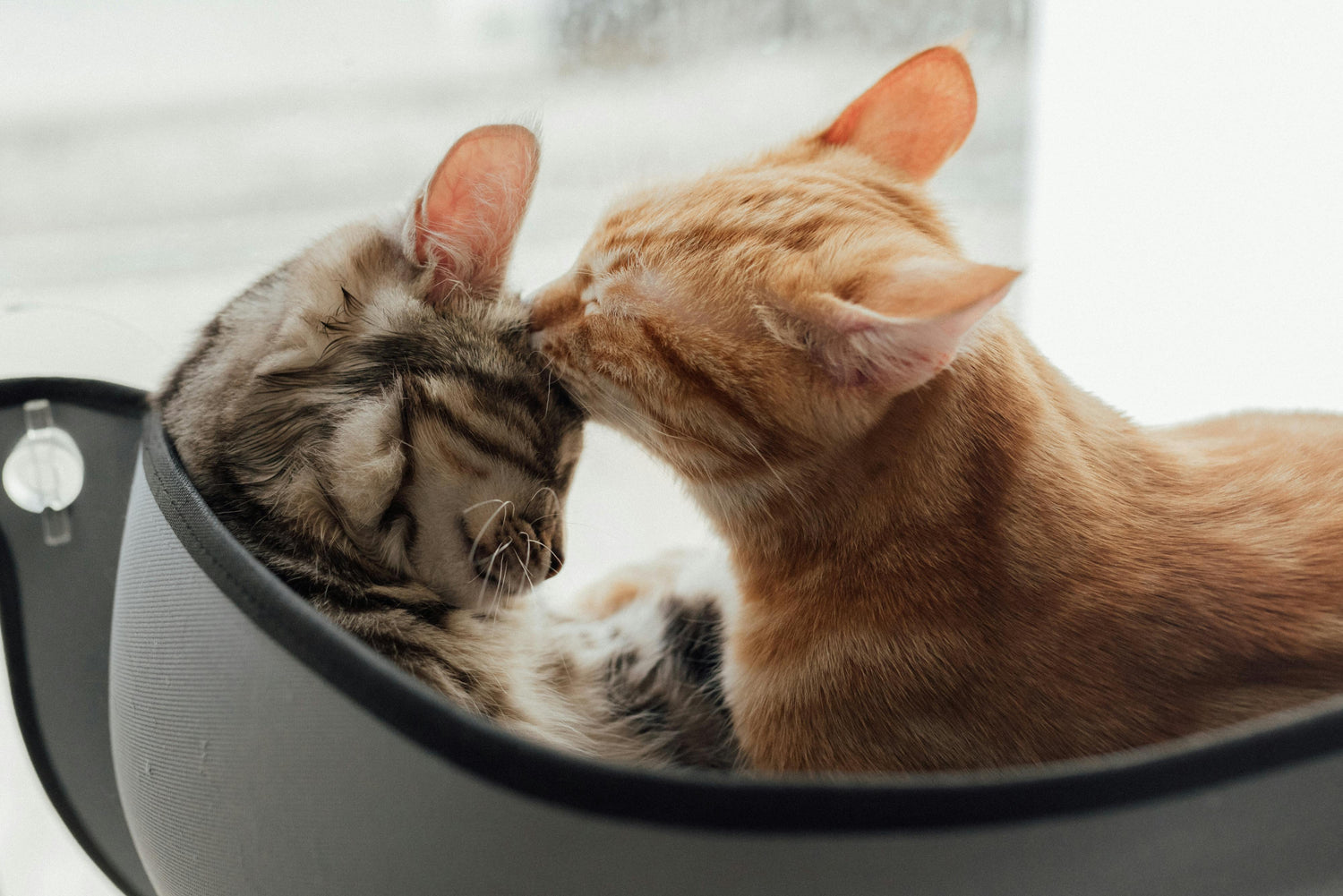 Grooming Products