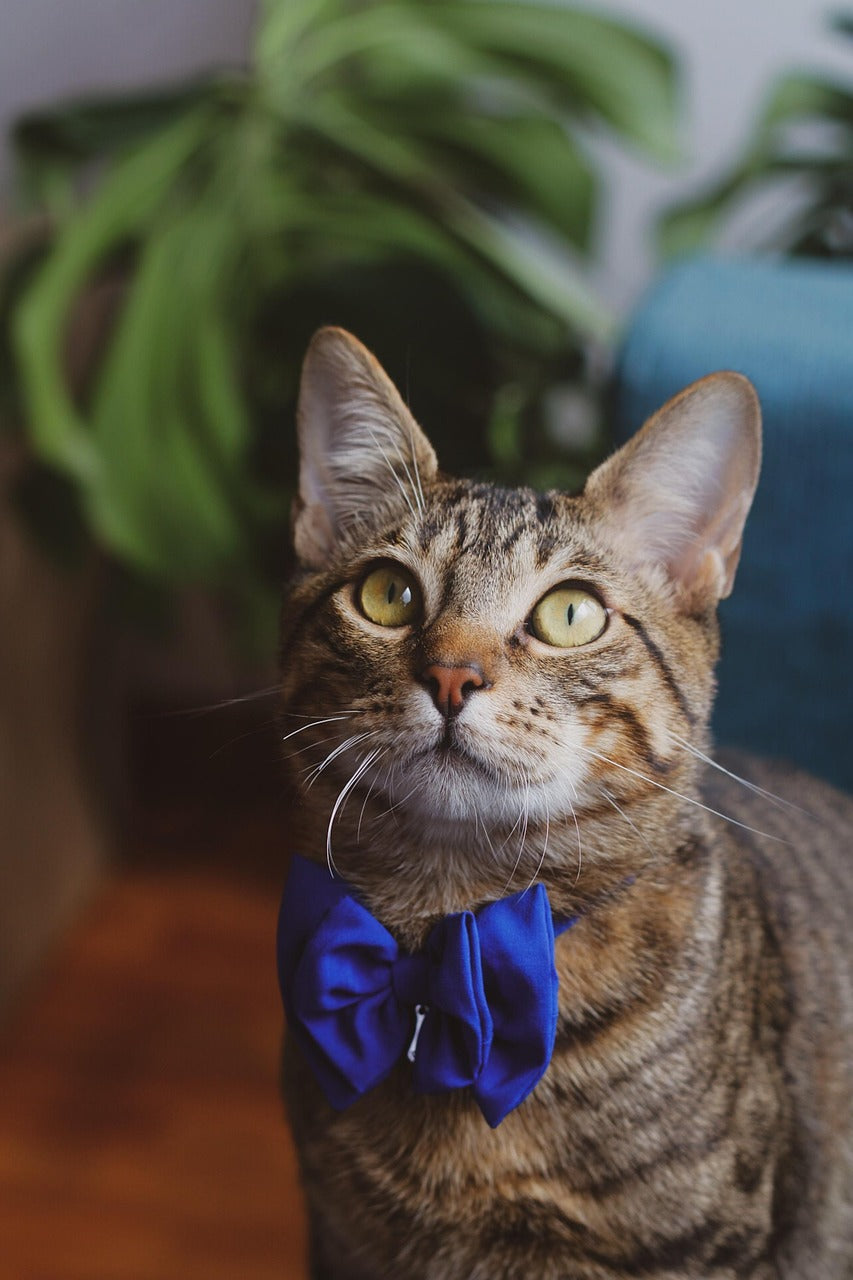 Carriers, Collars & Harness