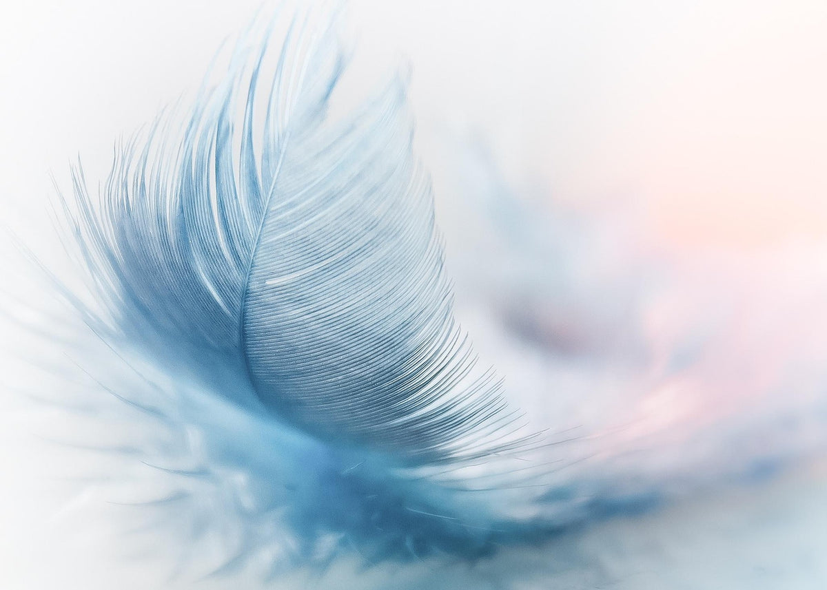 sponchia-feather-3010848_1920.jpg